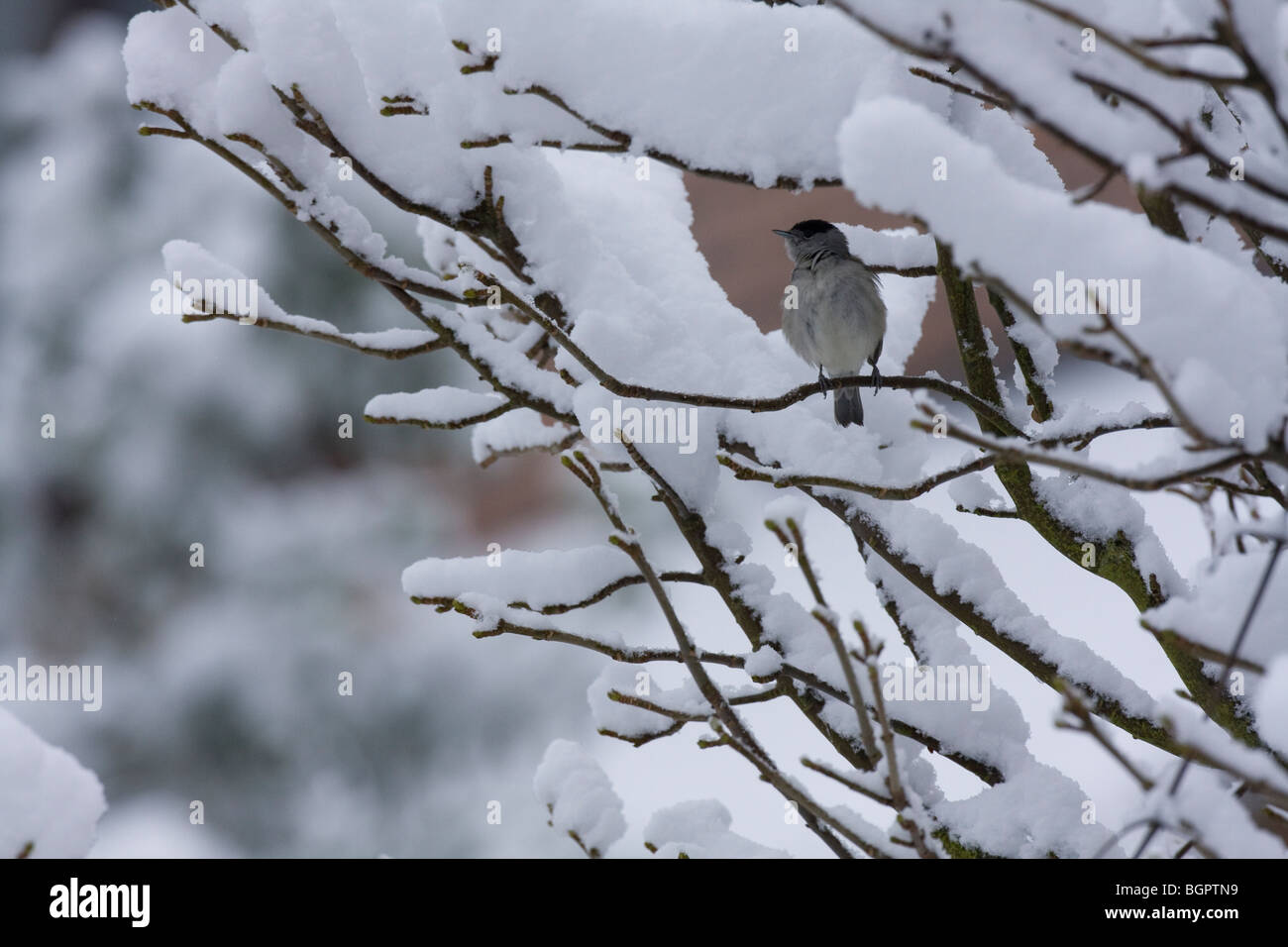 Mönchsgrasmücke Sylvia Atricapilla sitzen im Schnee bedeckt Baum, Malvern Hills, Worcestershire Stockfoto