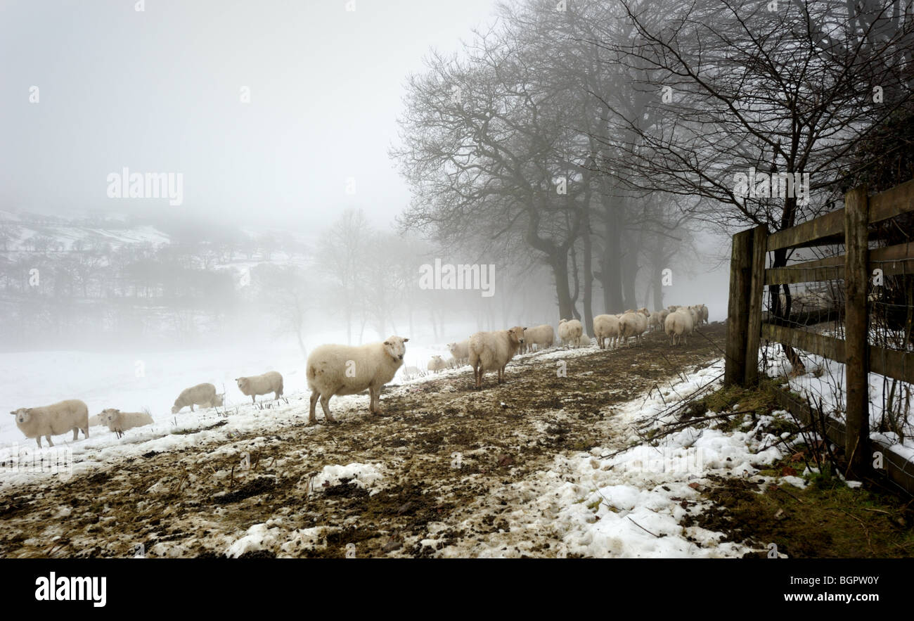 Schafe auf einem verschneiten walisischen Hügel Stockfoto