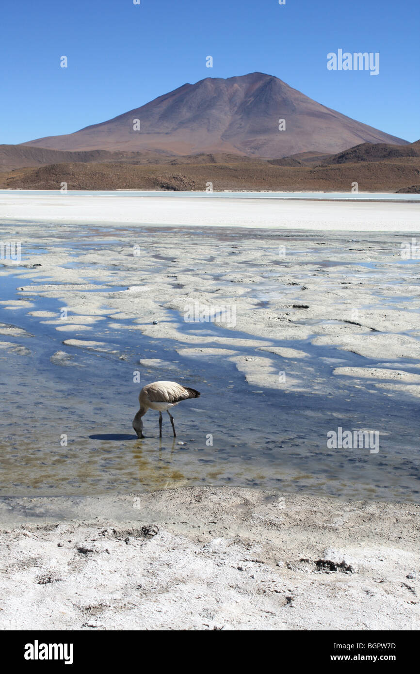 Salz Lagune im Salar de Uyuni mit flamingo Stockfoto