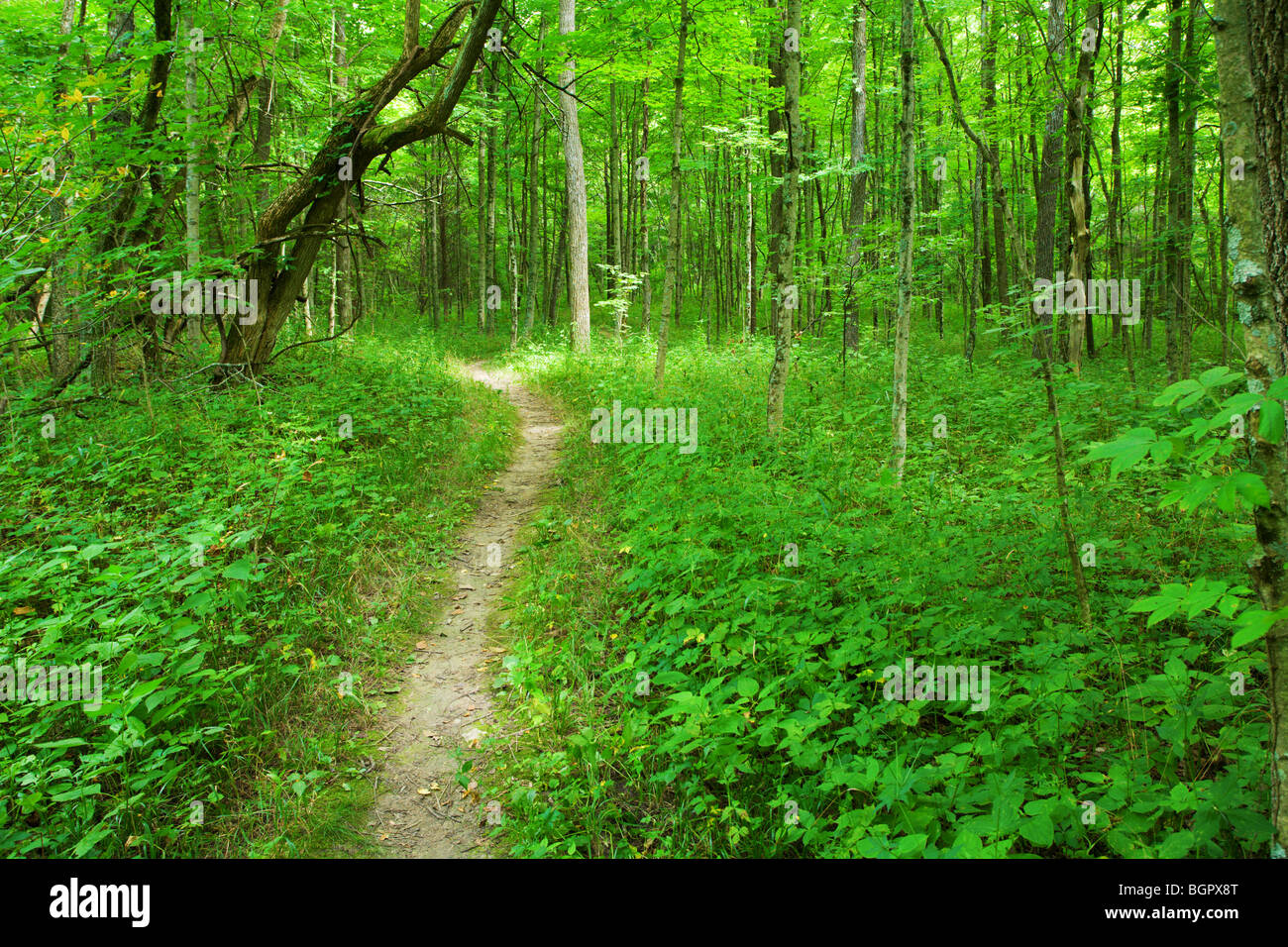 Trail im Wald Stockfoto