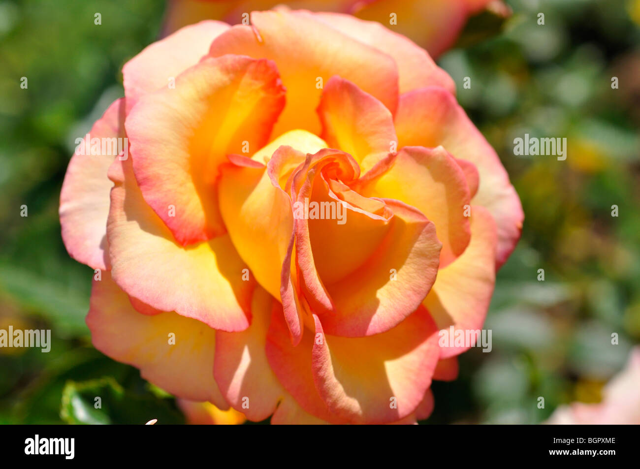 Rose Stockfoto