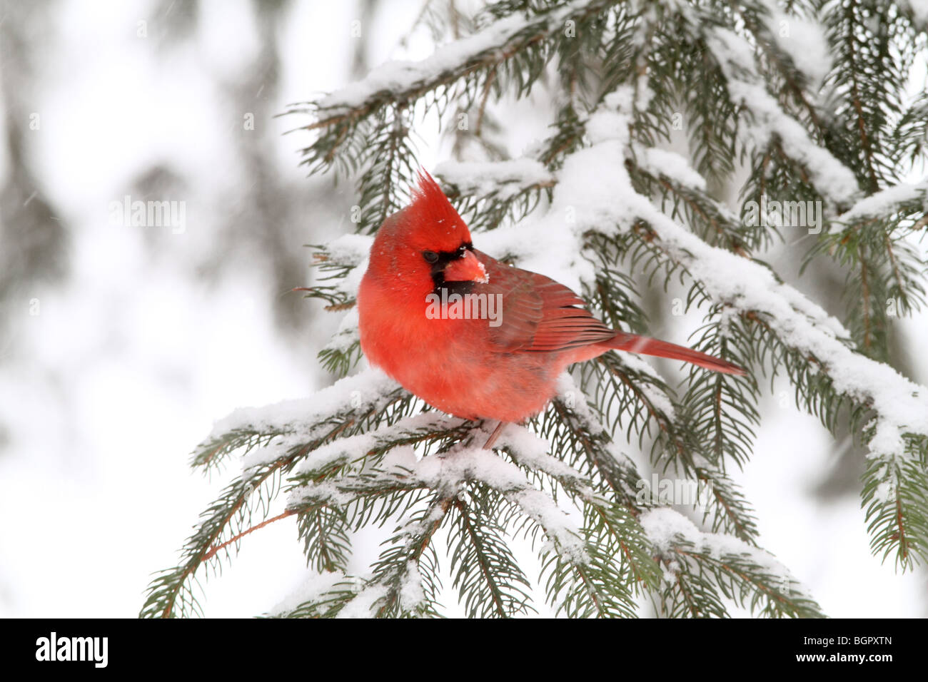 Männlichen Northern Cardinal, thront in Fichte mit fallendem Schnee Stockfoto