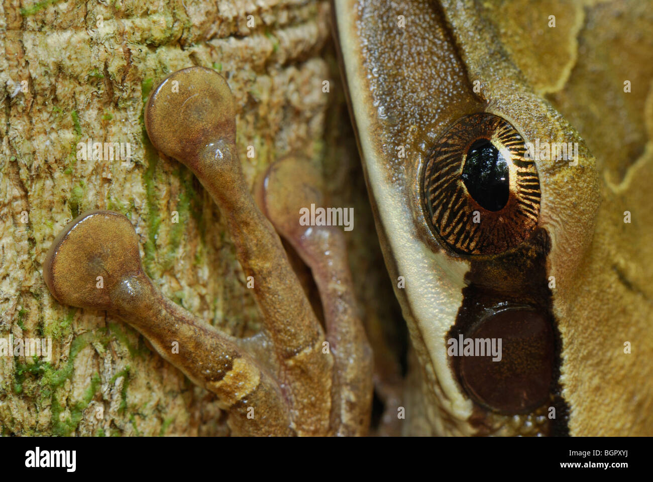 Rocket Treefrog (Hypsiboas Lanciformis), Fuß mit Toe Pads und Auge, Allpahuayo Mishana Nationalreservat, Iquitos, Peru Stockfoto