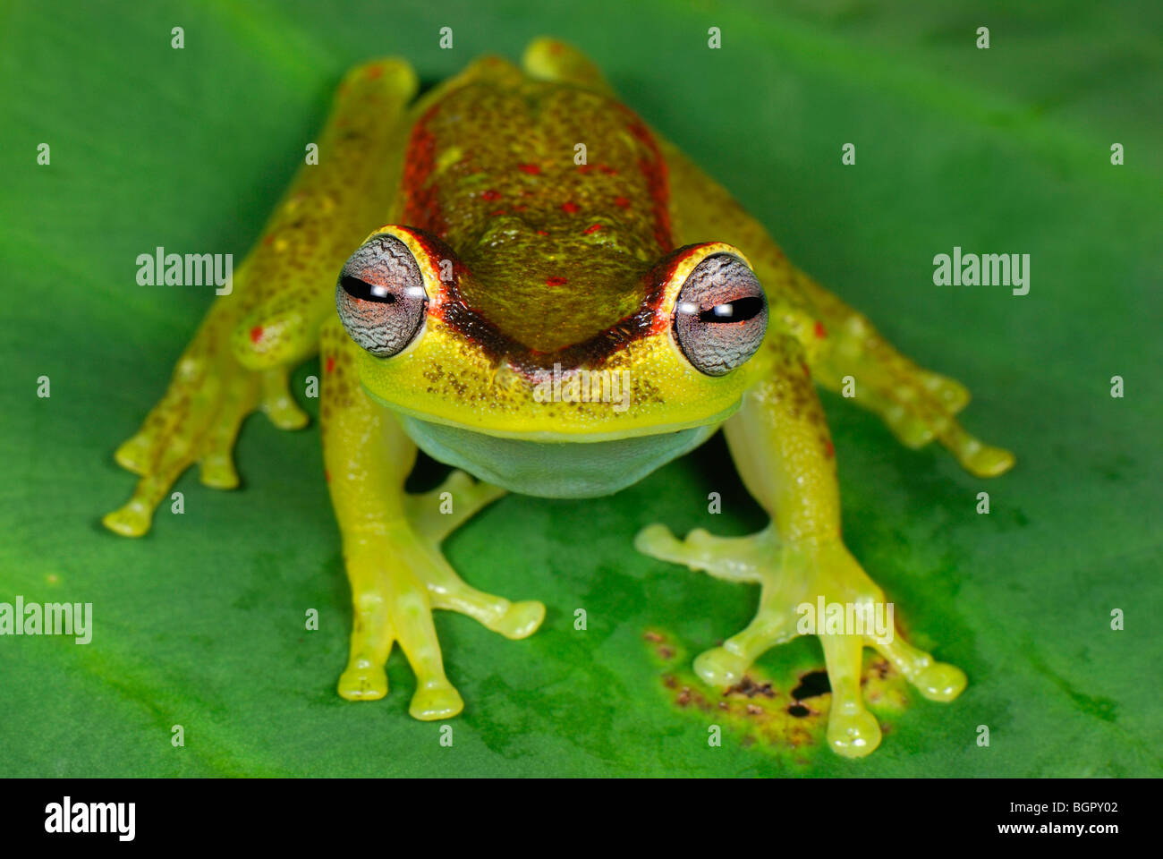 Treefrog (Hyla Rubracyla), Erwachsene, San Cipriano Reserve, Cauca, Kolumbien, Südamerika Stockfoto