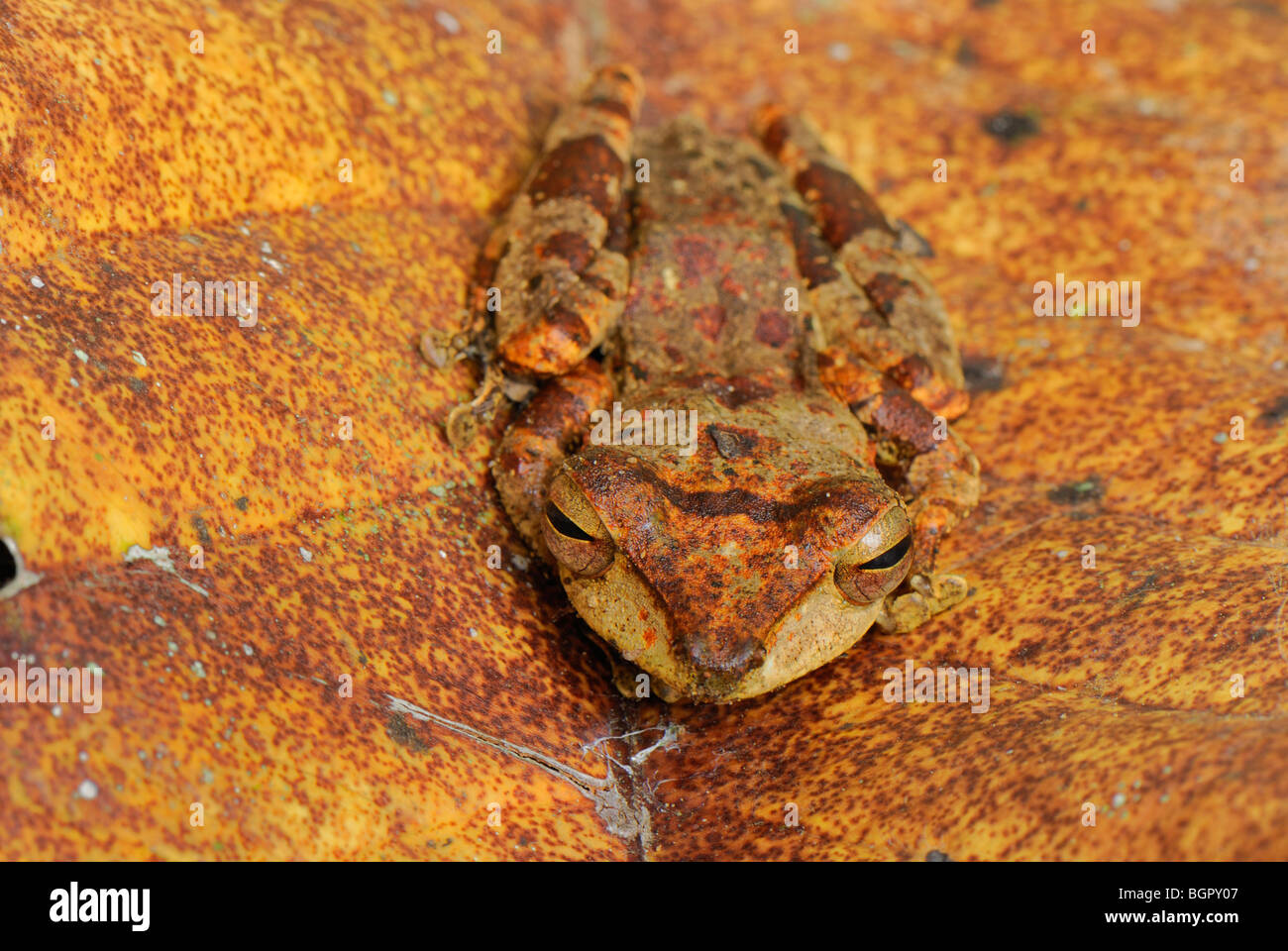 Asiatische Laubfrosch, Danum Valley Naturschutzgebiet, Sabah, Borneo, Malaysia, Asien Stockfoto