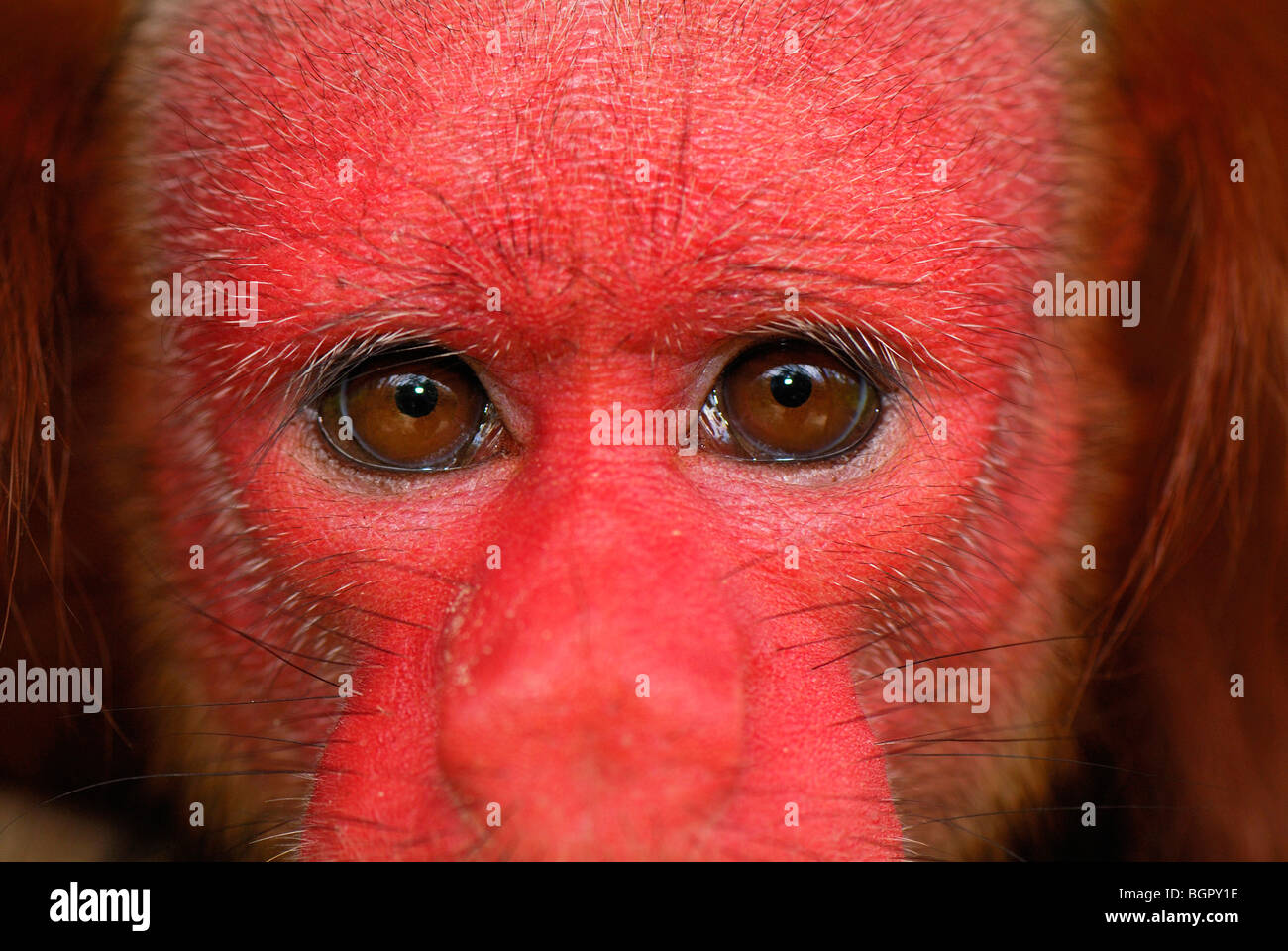 Roten Uakari oder kahlen Uacari (Cacajao Calvus Rubicundus), Erwachsener, Lago Preto, Peru Stockfoto