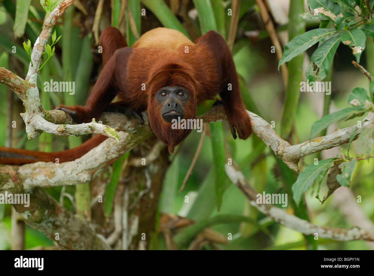 Rote Brüllaffen (Alouatta Seniculus), Erwachsene, Iquitos, Peru Stockfoto