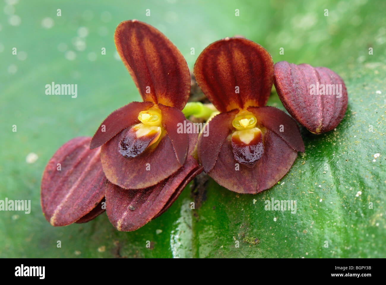 Orchidee (Pleurothallis), blühen, Abteilung von Putumayo, Kolumbien Stockfoto