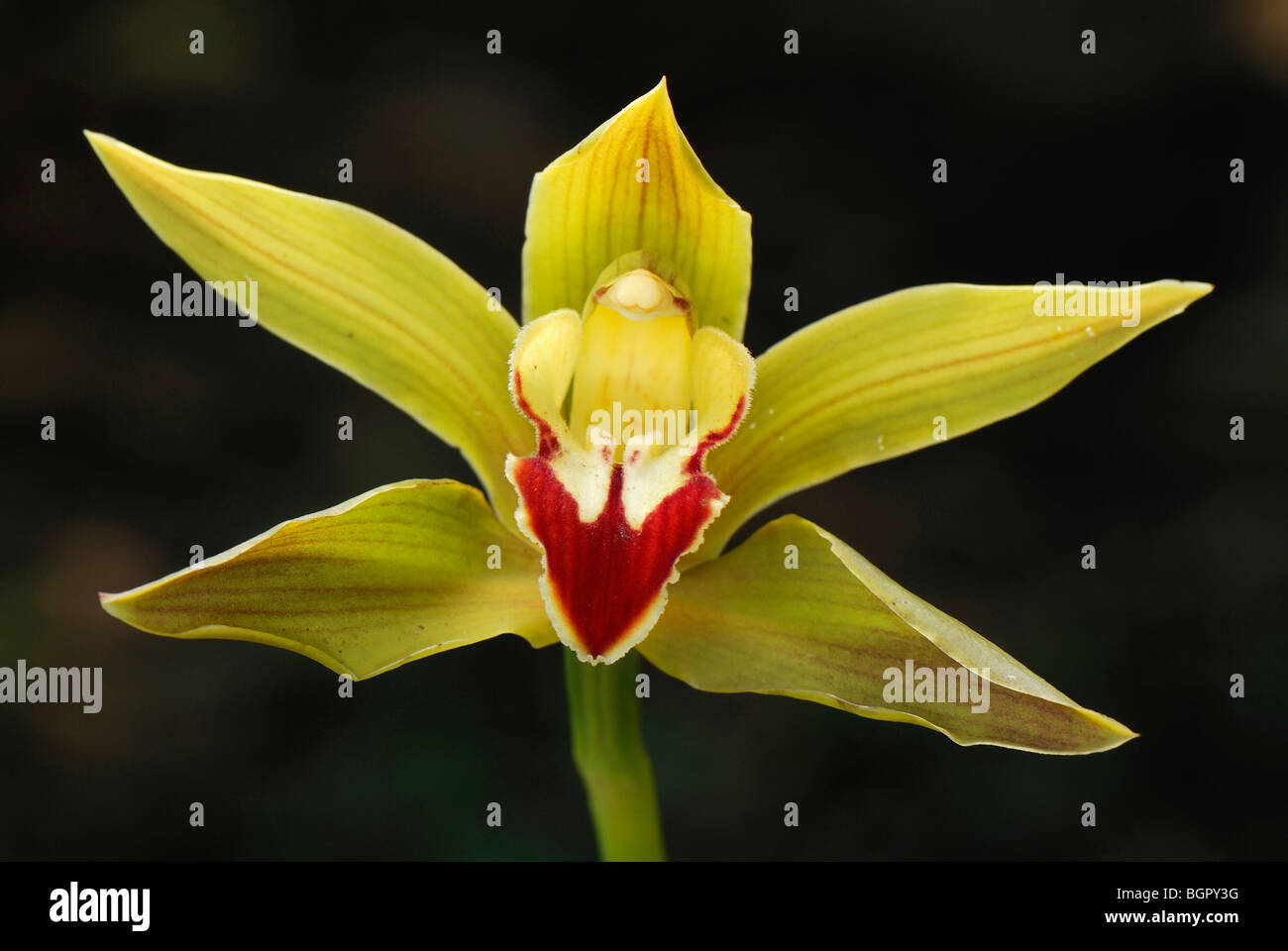 Orchidee Blume (Cymbidium), Putumayo Abteilung, Kolumbien Stockfoto