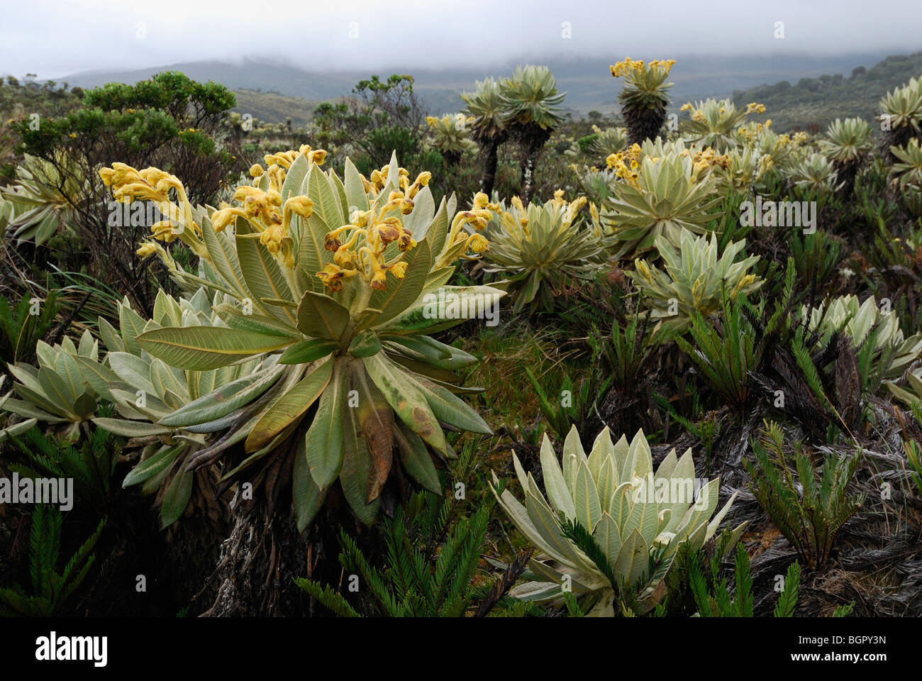 Bromelien (Puya) und Frailejon (Espletia), blühen, Puracé Nationalpark, Department Cauca, Kolumbien Stockfoto