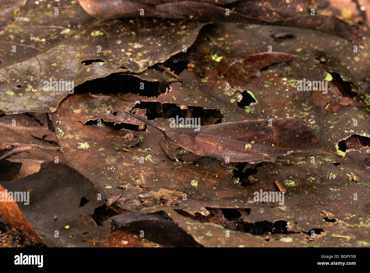 Toten-Blatt Grasshopper (Orthopteren), getarnt auf toten Blätter auf den Wald Boden, Sabah, Borneo, Malaysia Stockfoto