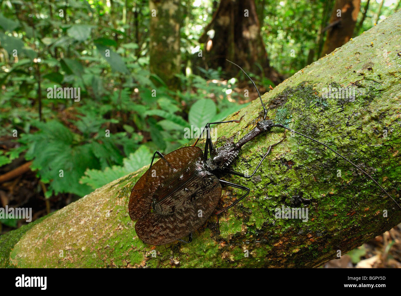 Geige, Käfer oder Violine Käfer (Mormolyce Phyllodes), Erwachsener, Danum Valley Naturschutzgebiet, Sabah, Borneo, Malaysia Stockfoto