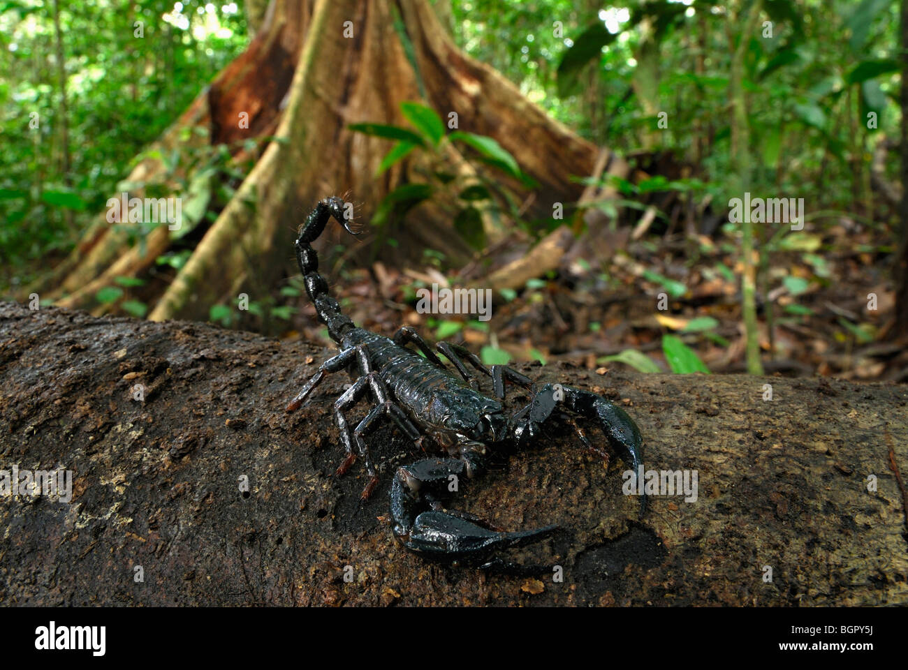 Skorpion (Heterometrus Longimanus Borneensis), Erwachsene, Danum Valley Conservation Area, Sabah, Borneo, Malaysia Stockfoto