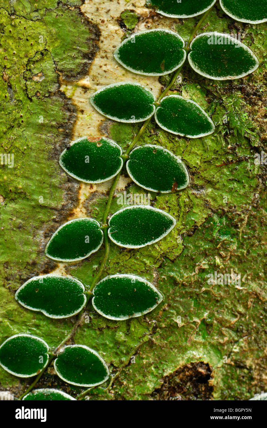 Reben Sie wachsen auf Baum, Danum Valley Naturschutzgebiet, Sabah, Borneo, Malaysia Stockfoto