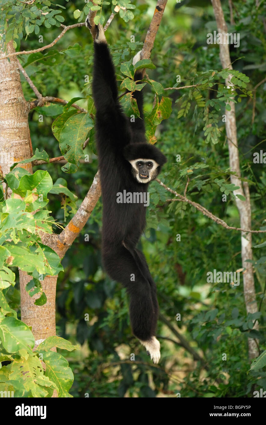 White-handed Gibbon (Hylobates Lar), hängen von einem Regenwald-Baum, Thailand Stockfoto