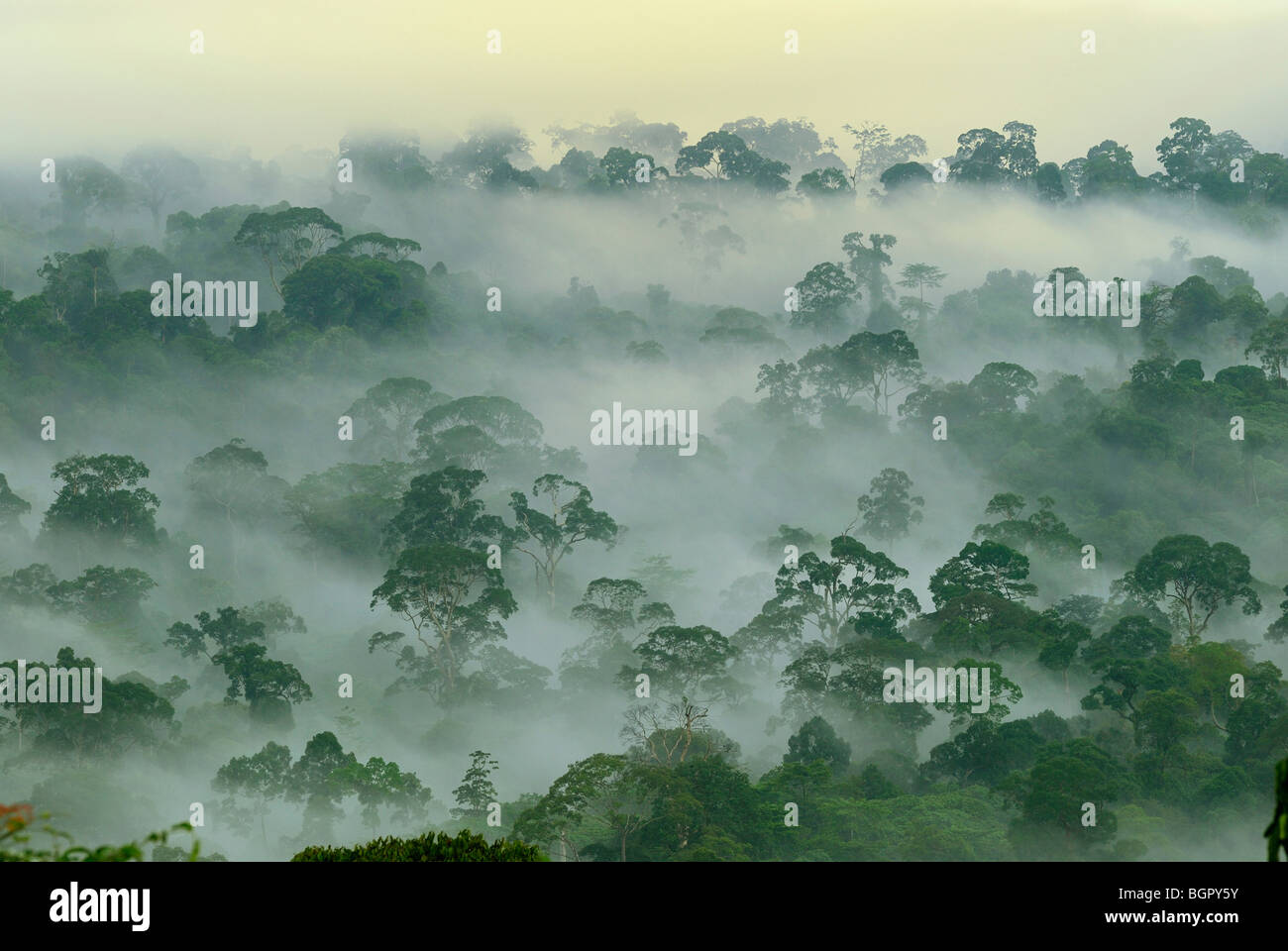 Baldachin aus der Tiefland-Regenwald im Morgengrauen, Danum Valley Naturschutzgebiet, Sabah, Borneo, Malaysia Stockfoto