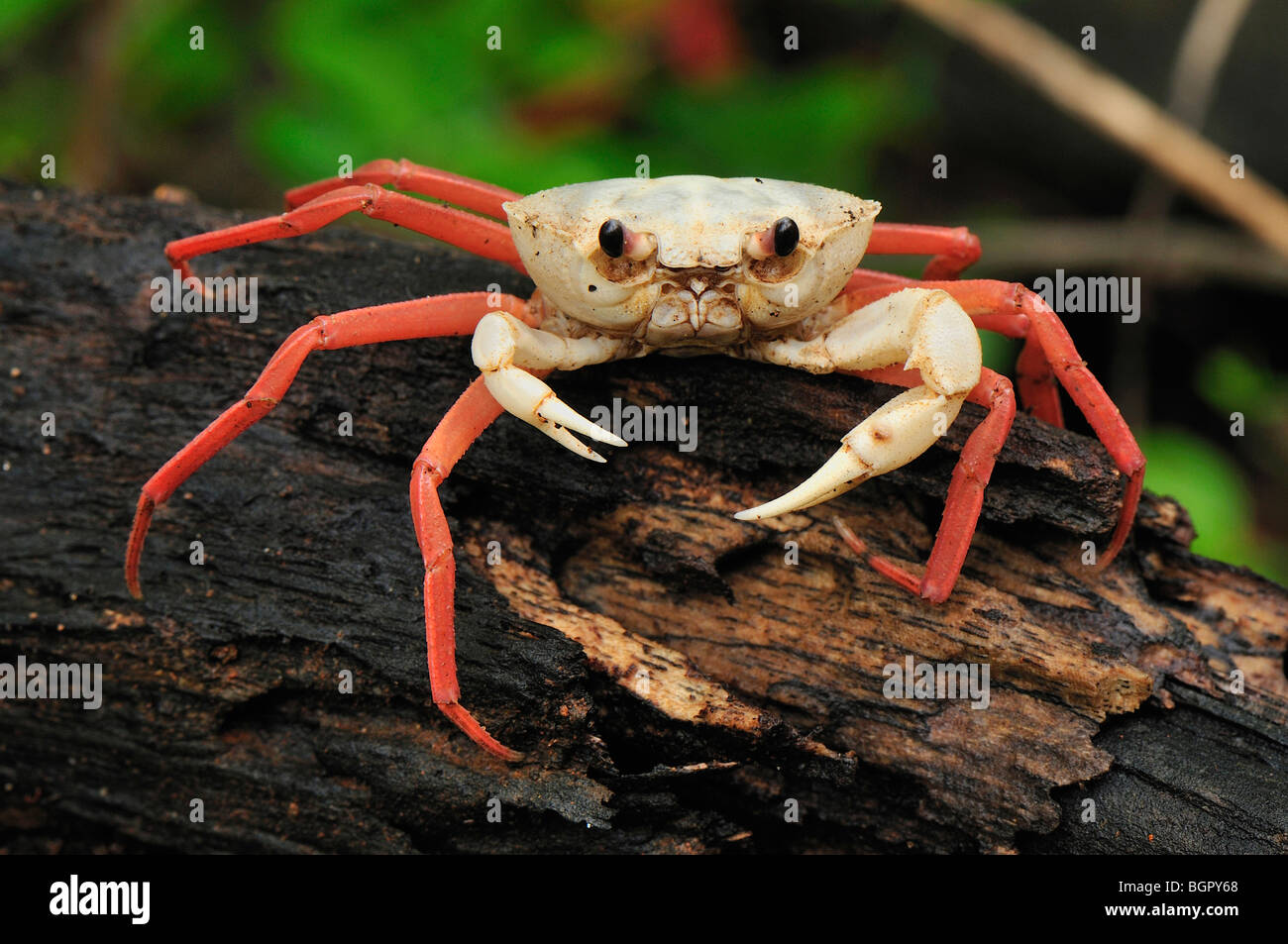 Wald-Krabbe (Madagapotamon Humberti), Erwachsene, Montagne des Français Reserve, Antsiranana, Norden von Madagaskar Stockfoto