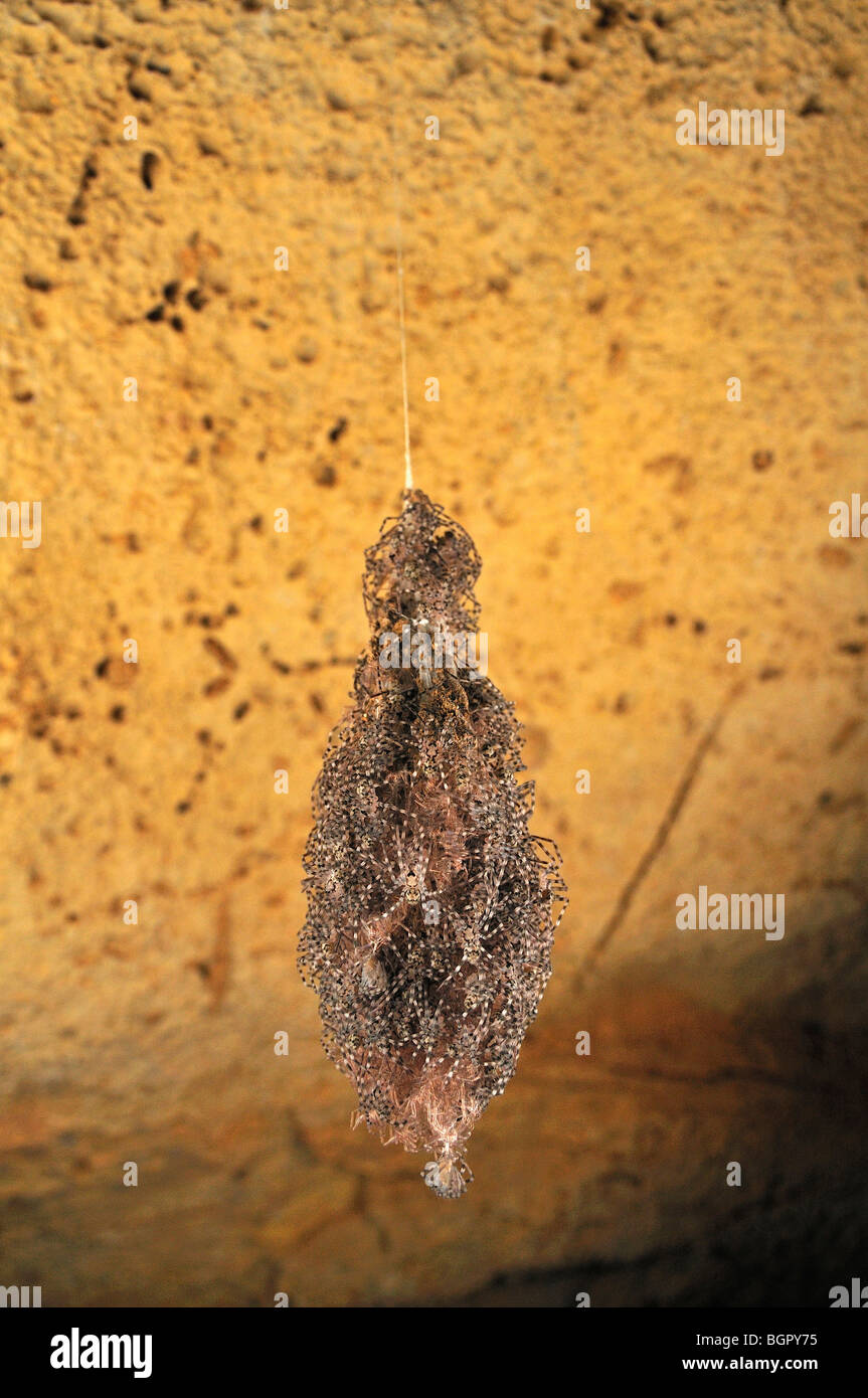 Ein Nest von jungen Spinnen in Ankarana Höhle Ankarana Nationalpark, Nosy Be, Madagaskar. Stockfoto