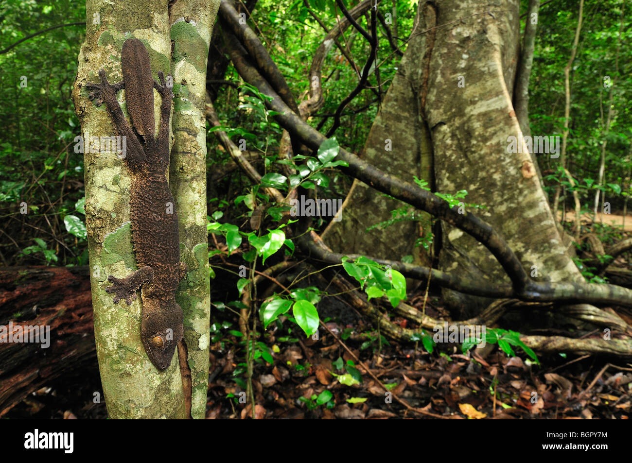 Henkel Blatt tailed Gecko (Uroplatus Henkeli), Erwachsene, Ankarana Nationalpark, Norden von Madagaskar Stockfoto