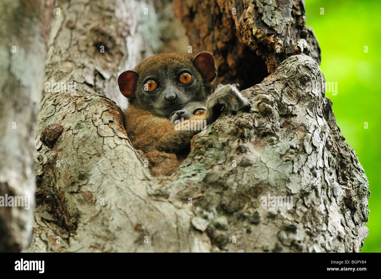 Ankarana Sportive Lemur (Lepilemur Ankaranensis), Frau mit Baby im Baum, Ankarana Nationalpark, Norden von Madagaskar Stockfoto