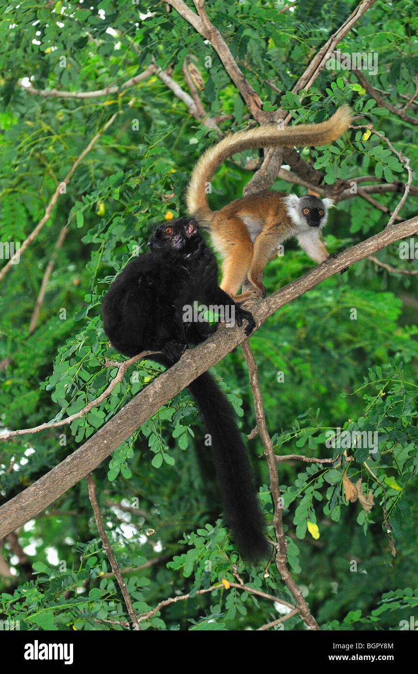 Schwarz, Lemur (Eulemur Macaco Macaco), männliche und weibliche, spezielle Lokobe-Naturreservat, Nosy Be, Norden von Madagaskar Stockfoto