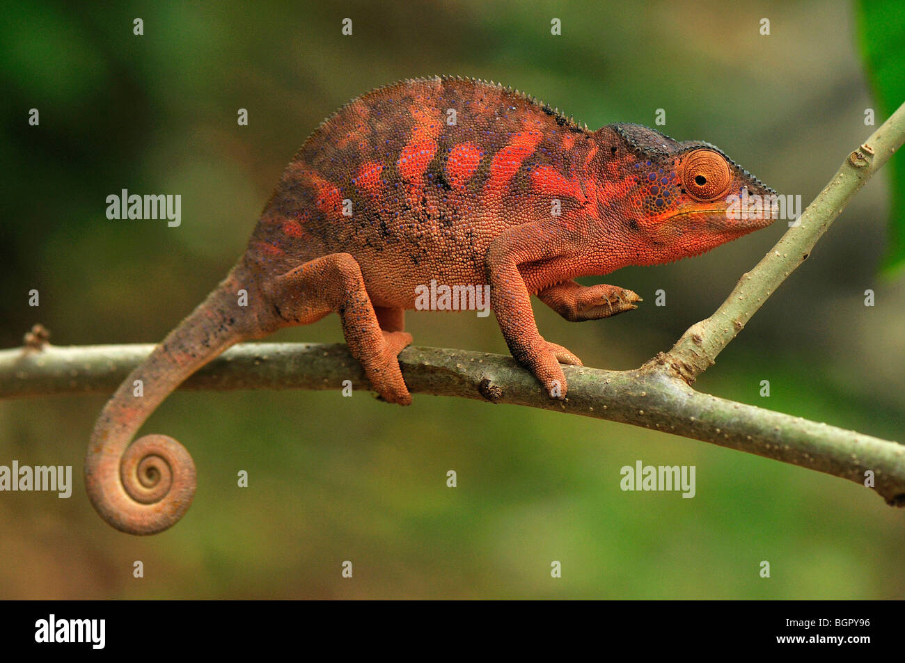 Pantherchamäleon (Furcifer Pardalis), Weiblich, spezielle Lokobe-Naturreservat, Nosy Be, Norden von Madagaskar Stockfoto