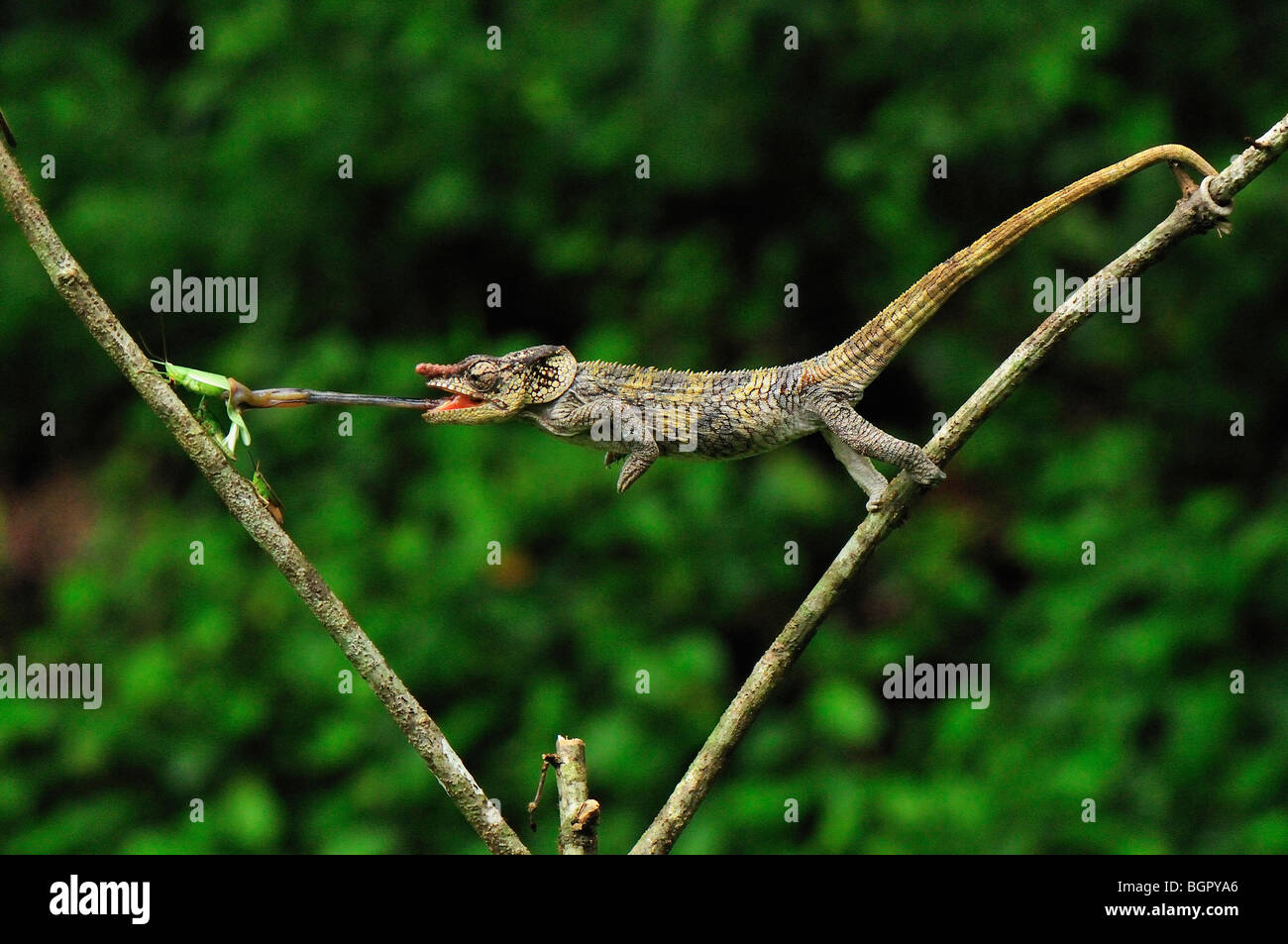 Kurz-gehörnte Chamäleon (Calumma Brevicornis), Erwachsene Erfassung eines Insekts mit seiner langen Zunge, Andasibe-Mantadia NP, Madagaskar Stockfoto