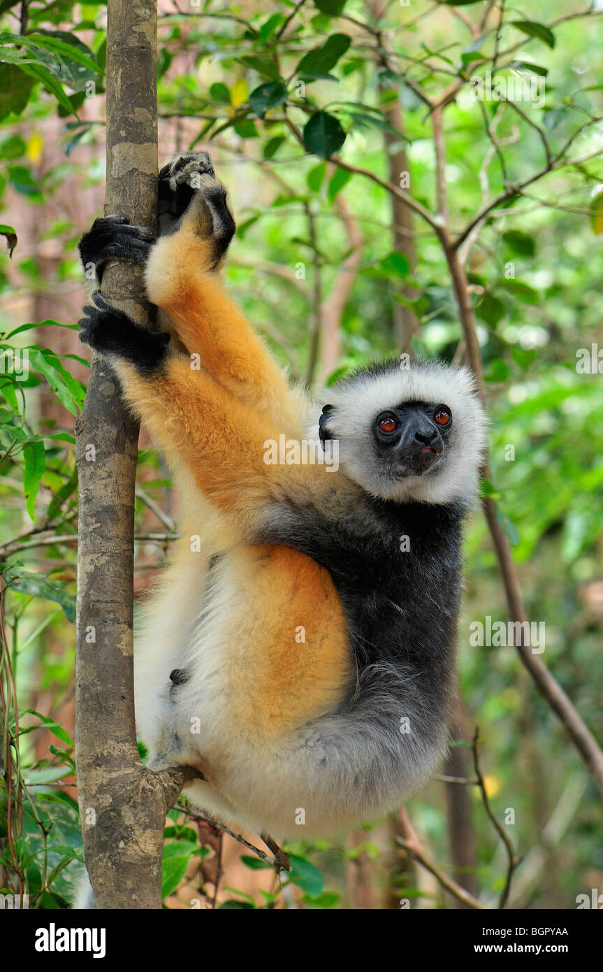 Matrizengeformte Sifaka (Propithecus Diadema), Erwachsene, Andasibe-Mantadia Nationalpark, Madagaskar Stockfoto