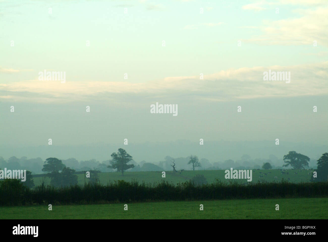Eine neblige Szene über Somerset Felder mit grünem Rasen im Vordergrund und schönen Bäumen im Hintergrund. Stockfoto