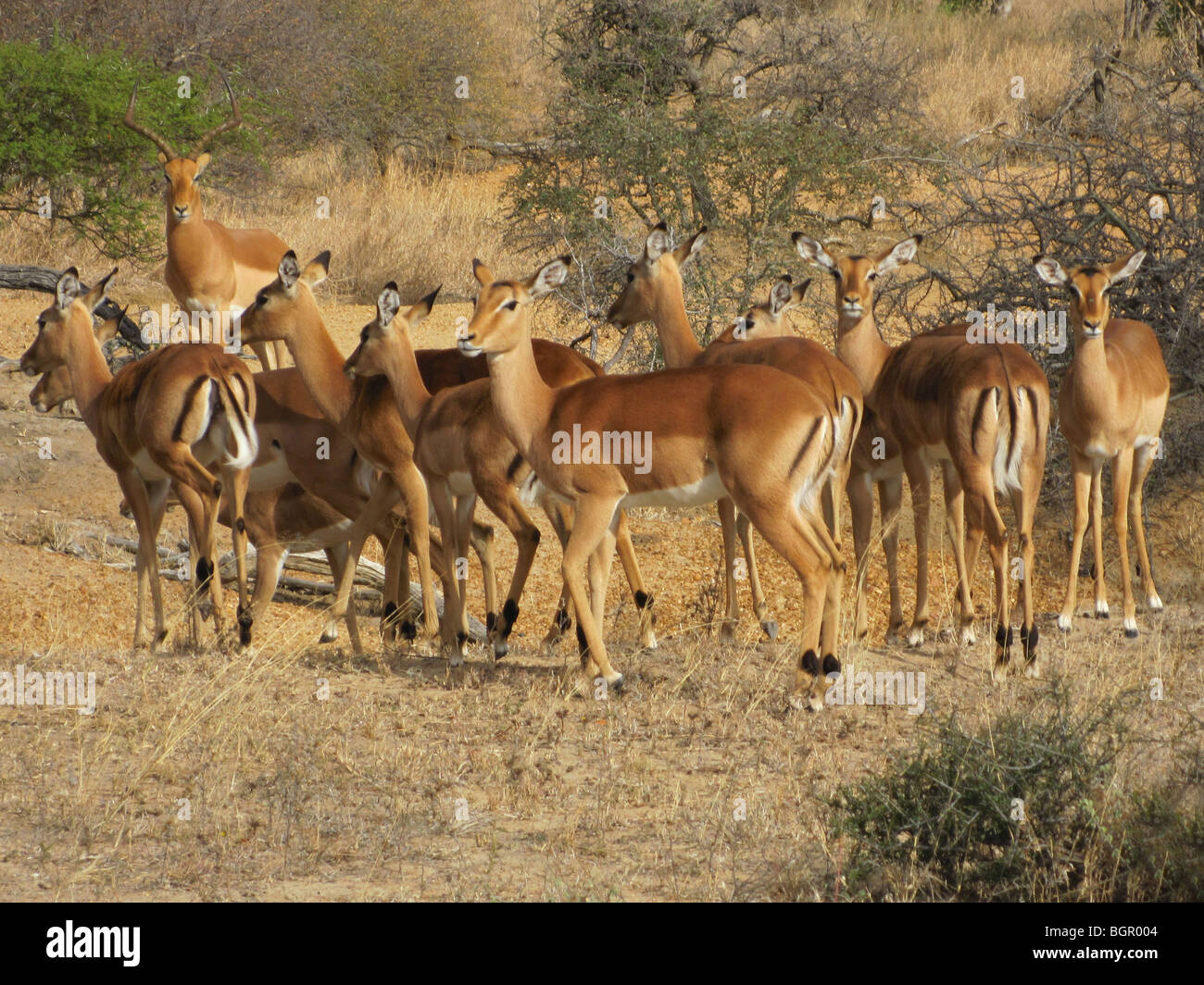 Impala in Südafrika Stockfoto