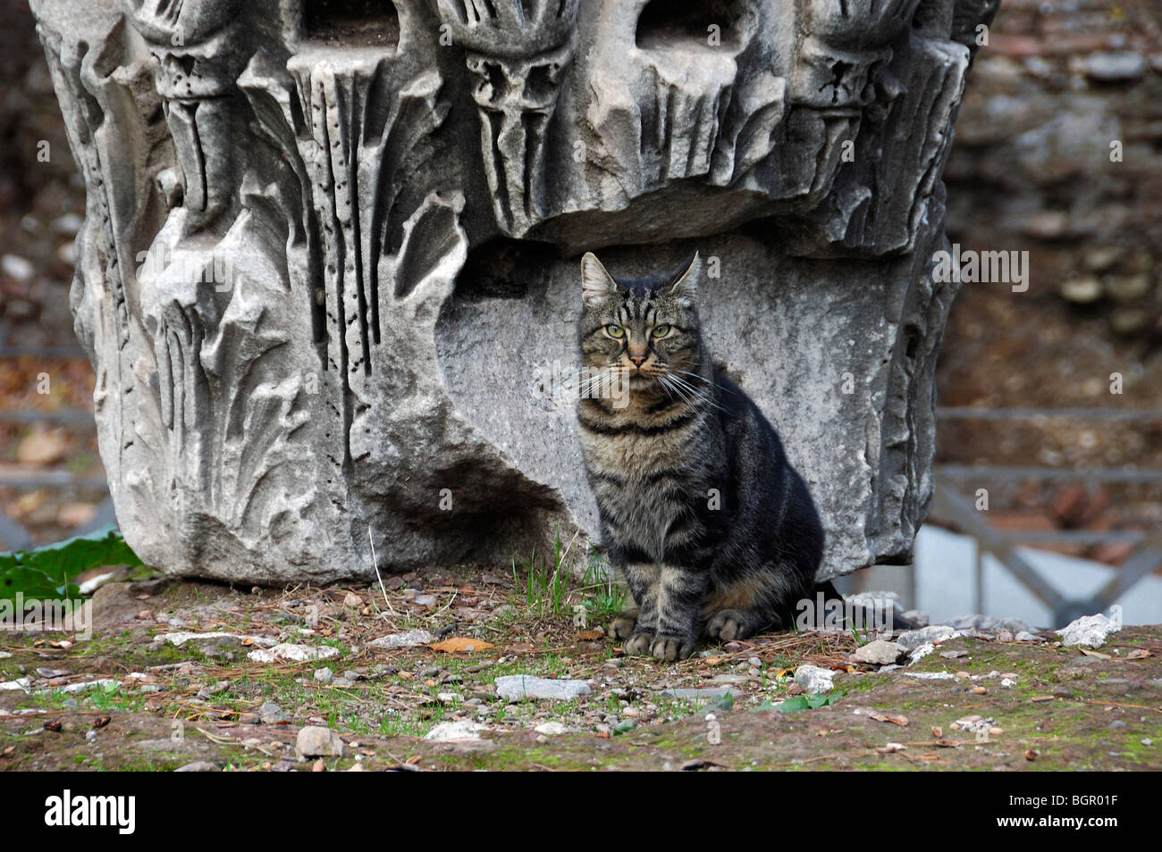 Katze im Forum Romanum, Rom, Italien Stockfoto