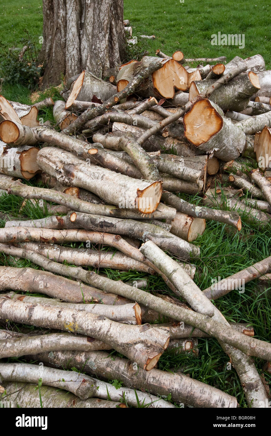 Haufen von Protokollen für Brennholz Stockfoto