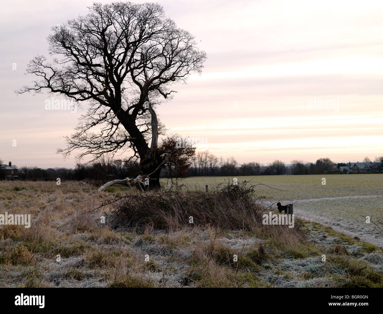 Winter Baum und Feld mit leichten Frost und kleiner schwarzer Hund. Stockfoto