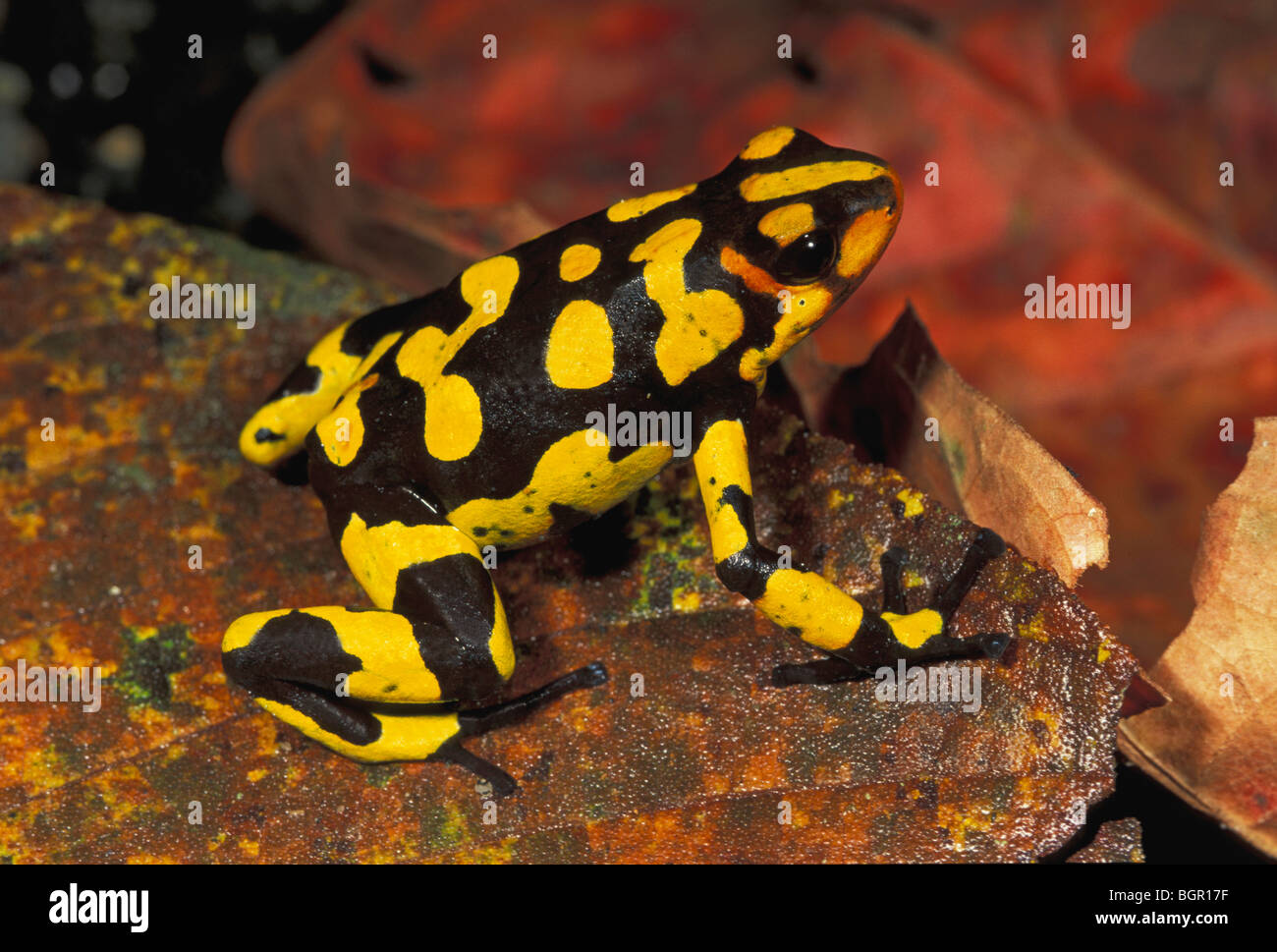 Harlekin Poison Frog (Dendrobates Histrionicus), Erwachsene, Farallones de Cali, Kolumbien Stockfoto