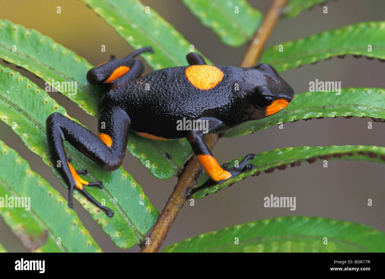 Harlekin Poison Frog (Dendrobates Histrionicus), Erwachsene, Risaralda, Kolumbien Stockfoto