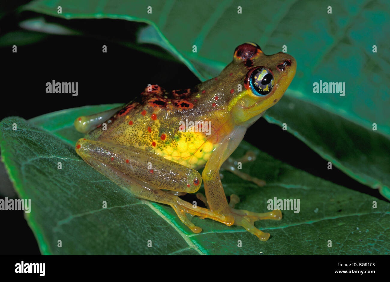 Red-backed Bright-eyed Frog (Boophis Bottae), Weibchen mit Eiern im Körper, Andasibe-Mantadia Nationalpark, Madagaskar Stockfoto