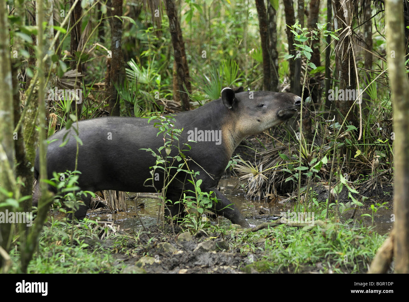 Baird Tapir (Tapirus Bairdii), Erwachsene, Belize Stockfoto