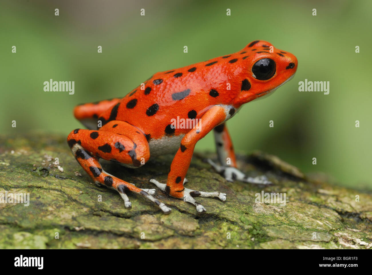 Strawberry Poison Frog (Dendrobates Pumilio), Erwachsene, Bastimentos Nationalpark, Bocas del Toro, Panama Stockfoto