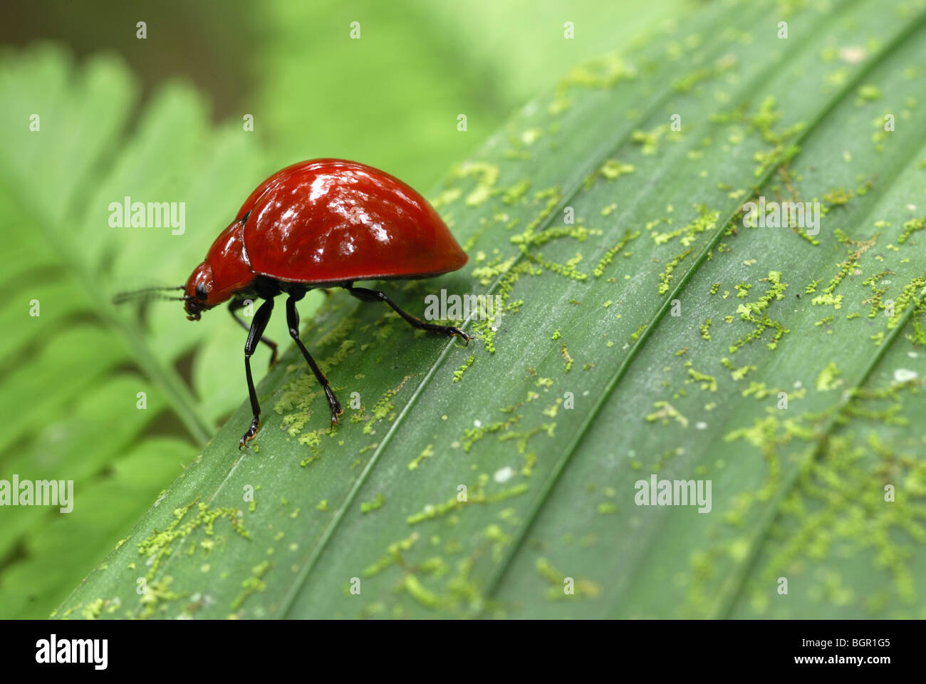 Red Leaf Beetle, Erwachsene auf Blatt, Braulio Carrillo Nationalpark, Costa Rica Stockfoto