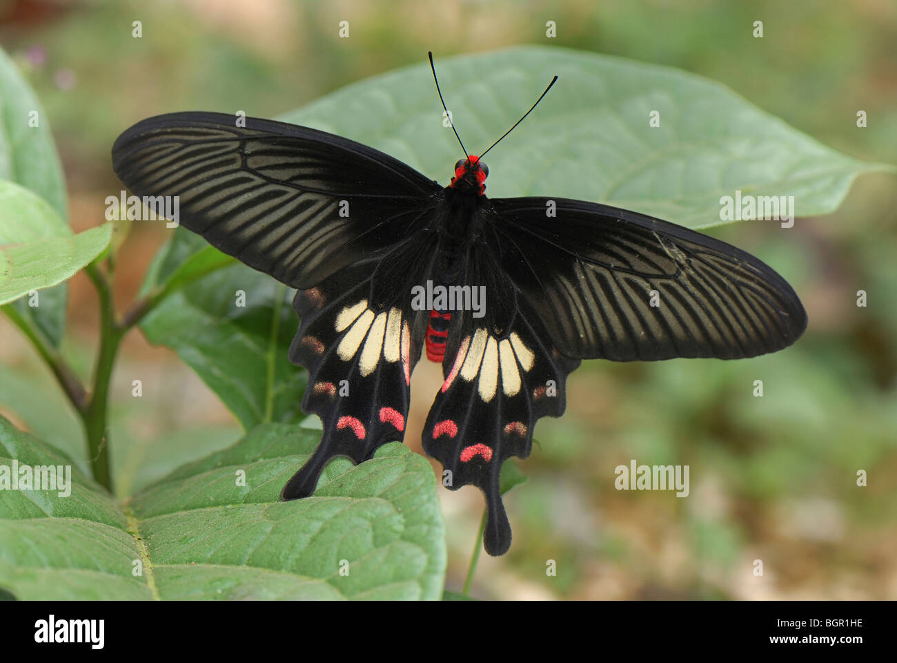 Gemeinsamen Rose Butterfly (Pachliopta Aristolochiae), Papilionidae, Erwachsener, Erawan National Park, Thailand Stockfoto