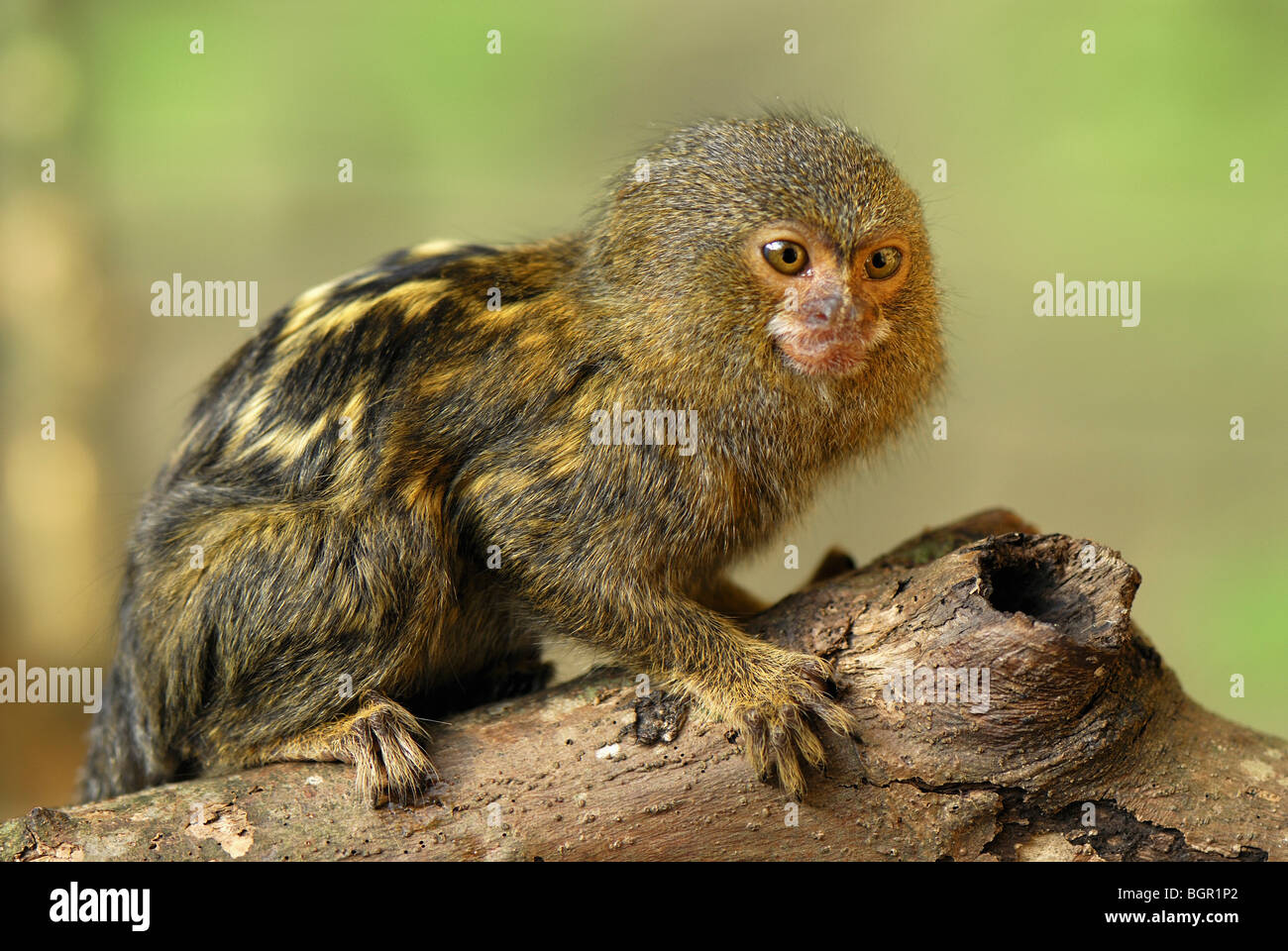 Pygmy Marmoset (Callithrix Pygmaea), Erwachsene, Amazonas, Leticia, Kolumbien Stockfoto