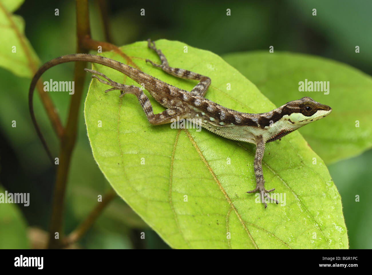 Anole Eidechse (Anolis Notopholis), Erwachsene auf Blatt, San Cipriano Reserve, Cauca, Kolumbien Stockfoto