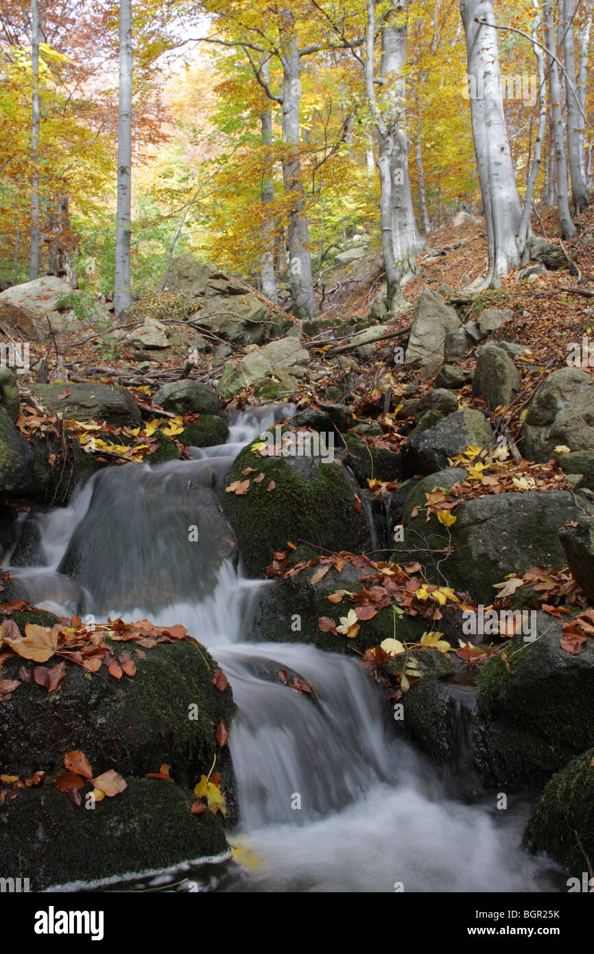 Ein Gebirgsbach in zentralen Balkan Nationalpark, Buchenwald im Herbst, Bulgarien Stockfoto