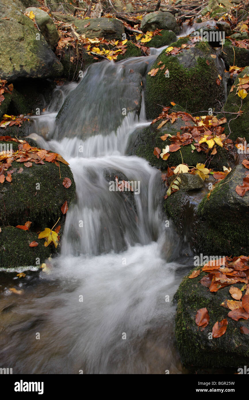 Ein Gebirgsbach in dem zentralen Balkan Nationalpark, Herbst, Bulgarien Stockfoto