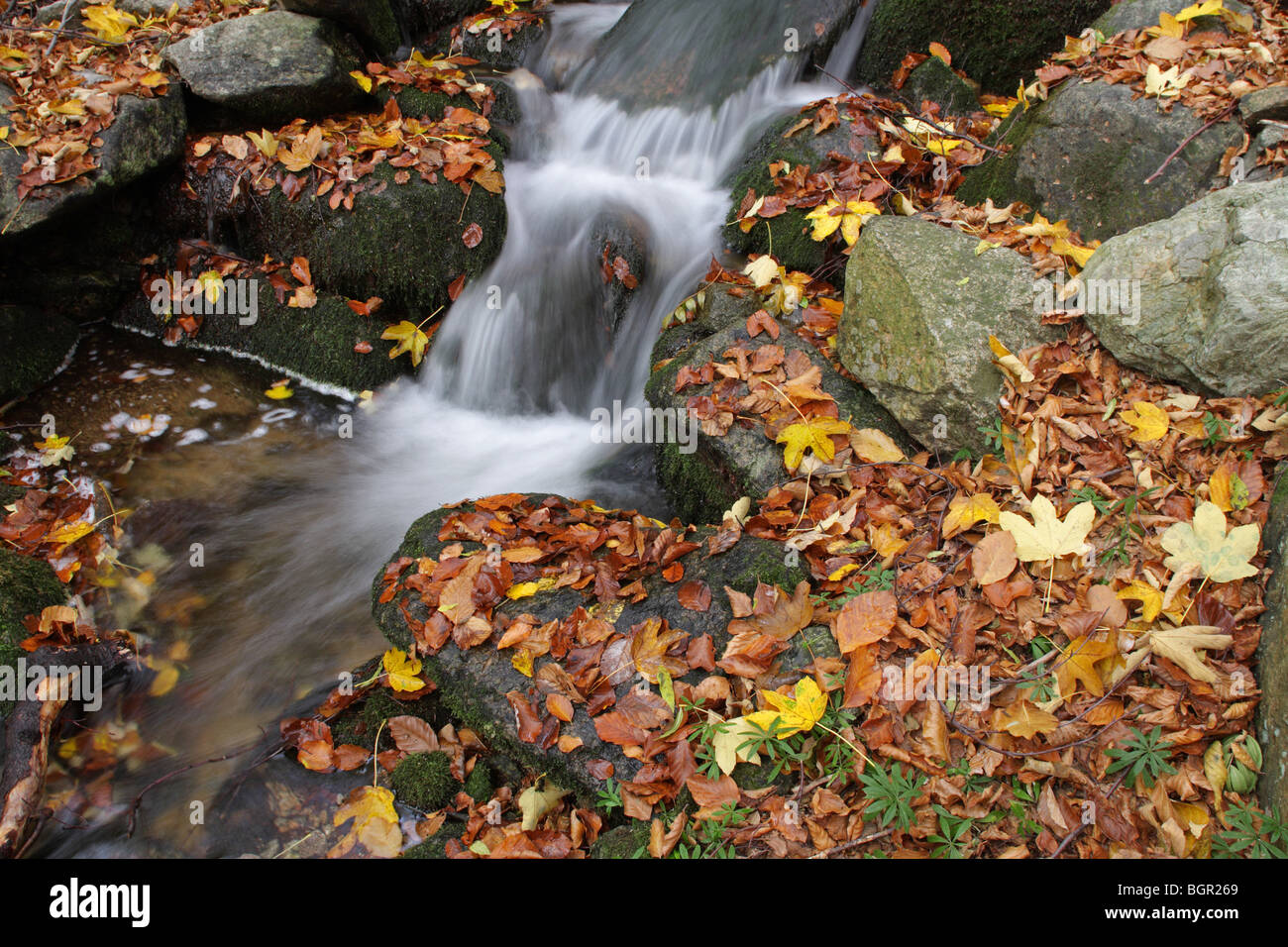 Ein Gebirgsbach in dem zentralen Balkan Nationalpark, Herbst, Bulgarien Stockfoto