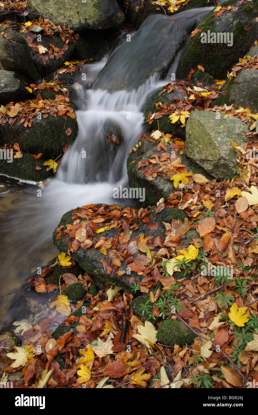 Ein kleiner Fluss in dem zentralen Balkan Nationalpark, Herbst, Bulgarien Stockfoto