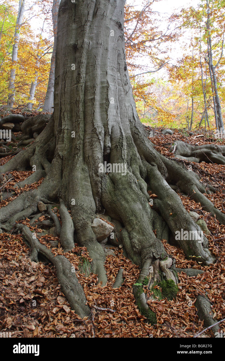 Stamm von Carpinus Betulus (Hainbuche) im herbstlichen Wald, Bulgarien, Europa Stockfoto