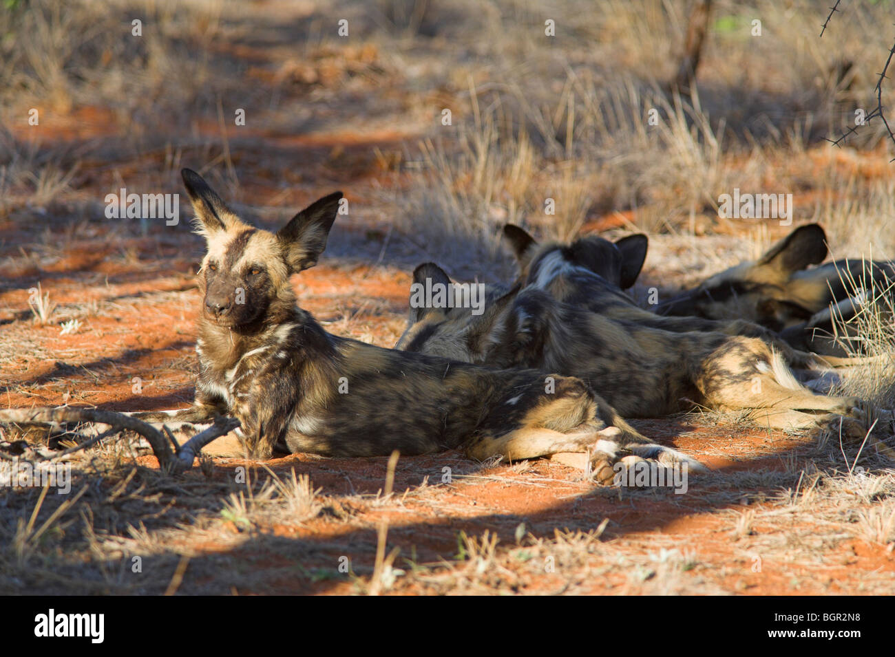 Afrikanische Wildhunde, LYKAON Pictus, Naturschutzgebiet Venetia Limpopo, Südafrika Stockfoto