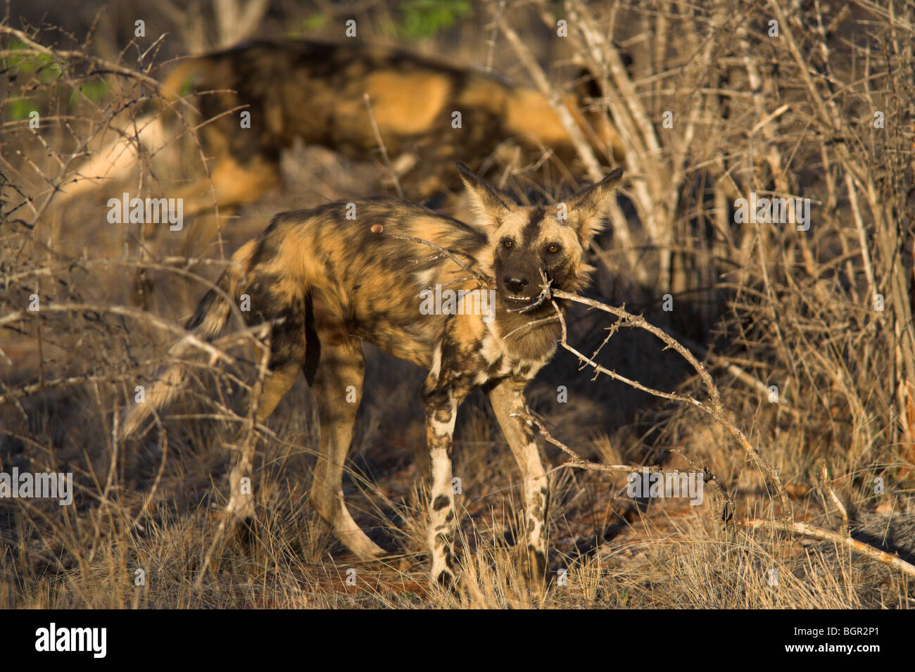 Afrikanischer Wildhund, LYKAON Pictus, Naturschutzgebiet Venetia Limpopo, Südafrika Stockfoto