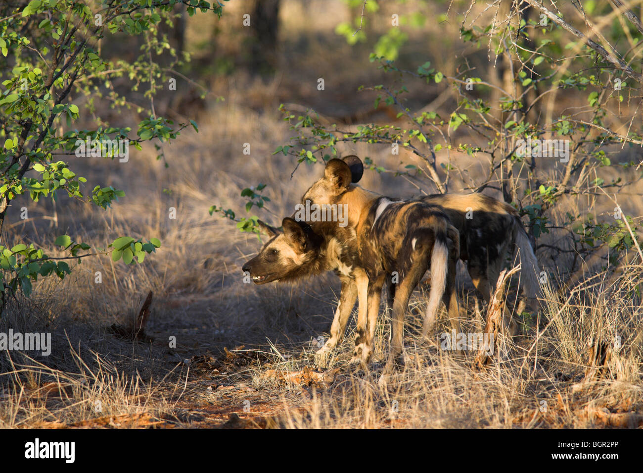 Afrikanische Wildhunde, LYKAON Pictus, Naturschutzgebiet Venetia Limpopo, Südafrika Stockfoto